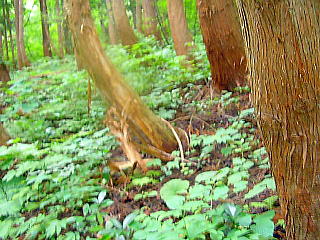 クマハギの痕