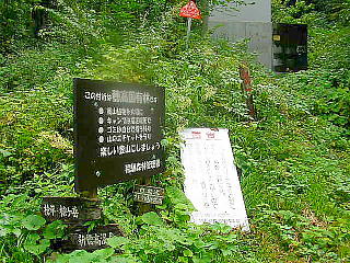 ここから林道